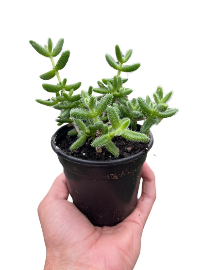 Delosperma echinatum 'Pickle Plant'