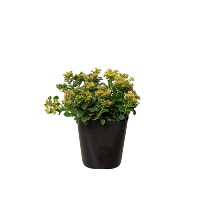 Sedum Little Miss Sunshine