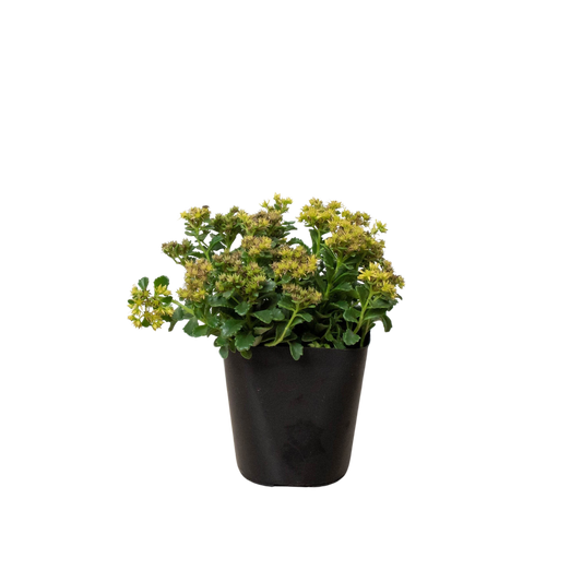 Sedum Little Miss Sunshine