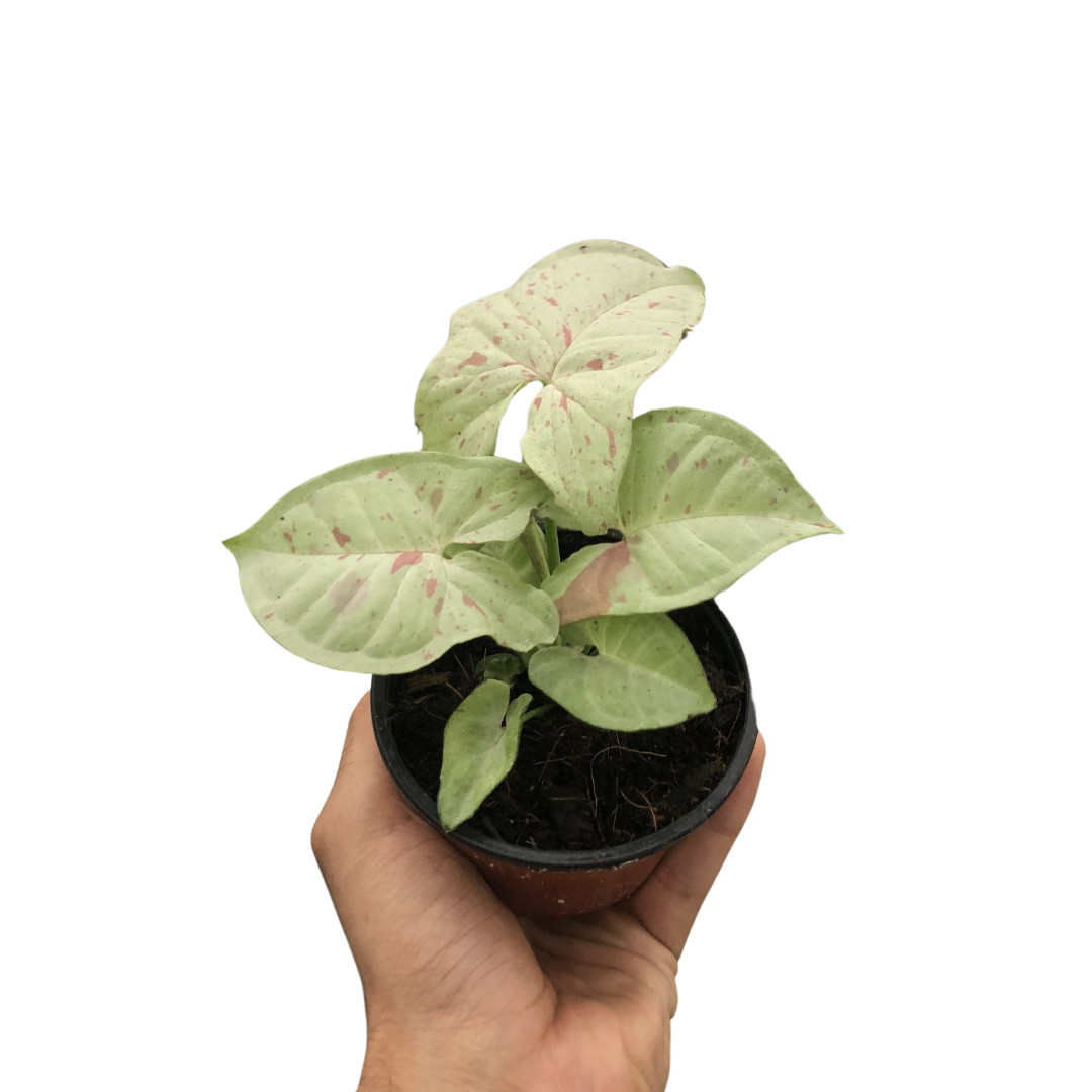 Arrowhead Plant