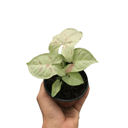 Arrowhead Plant