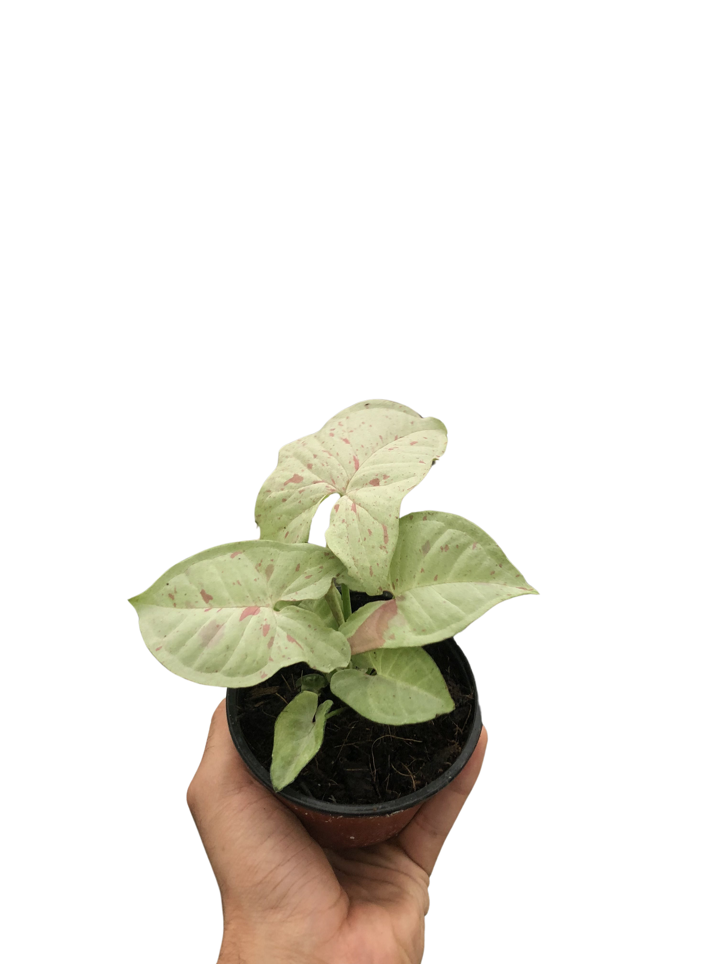 Arrowhead Plant