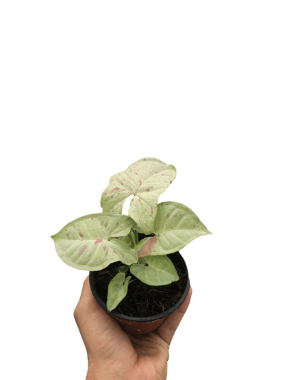 Arrowhead Plant