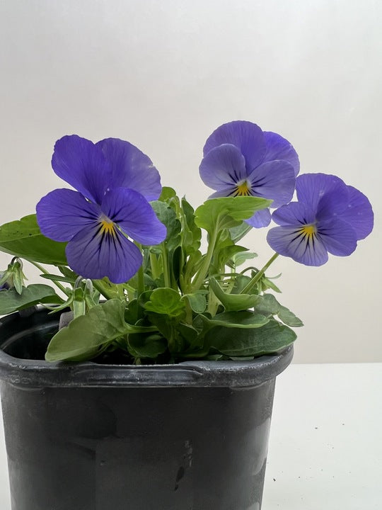 Viola