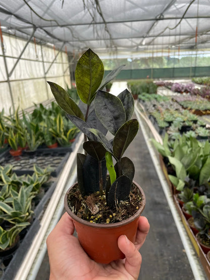 Black Queen ZZ Plant