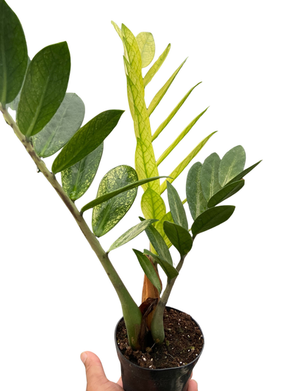 Chameleon ZZ Plant