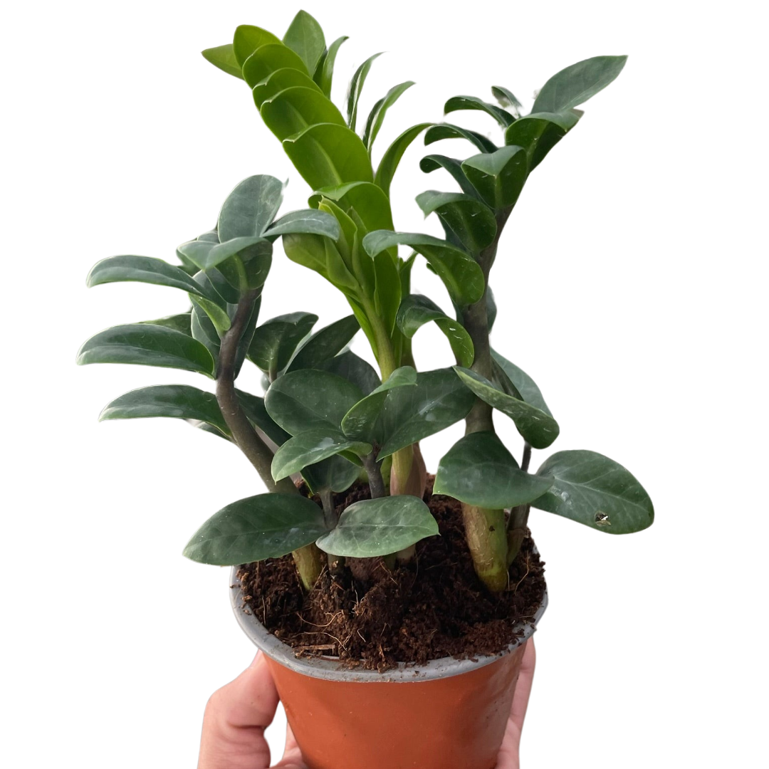 Zenzi ZZ Plant