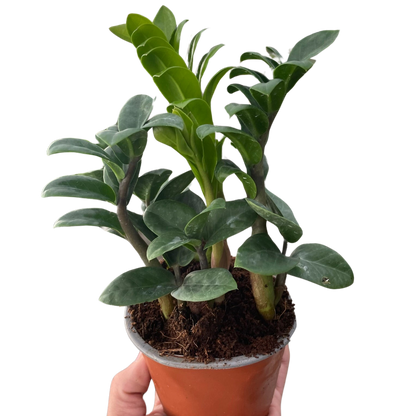 Zenzi ZZ Plant