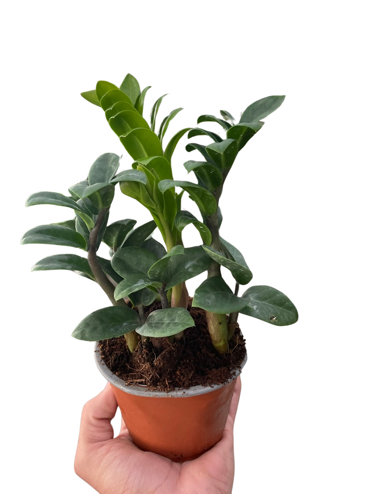 Zenzi ZZ Plant