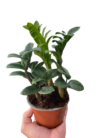 Zenzi ZZ Plant