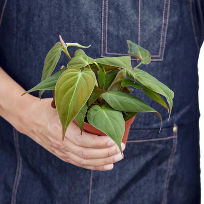 Velvet Leaf Philodendron