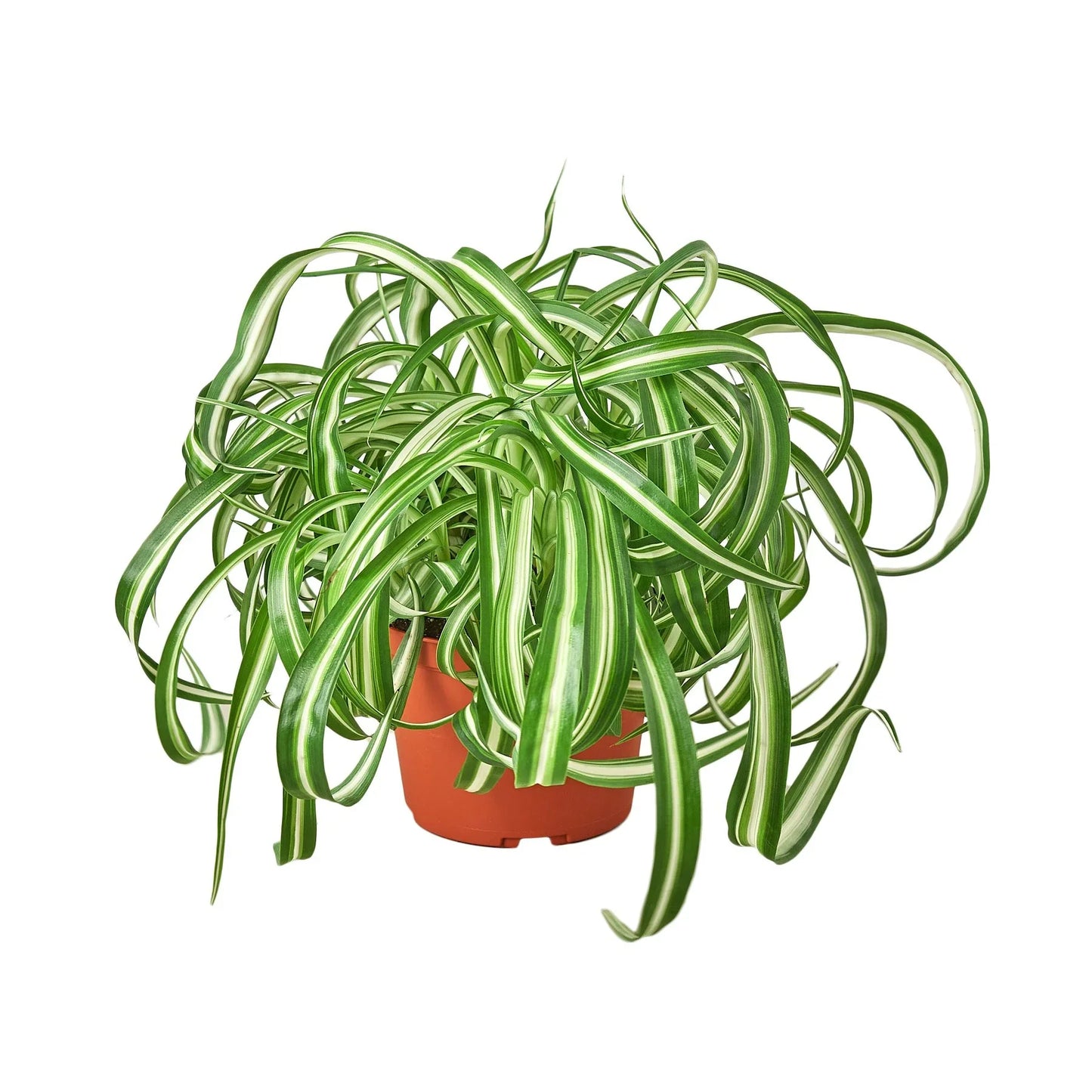 Spider Plant Bonnie