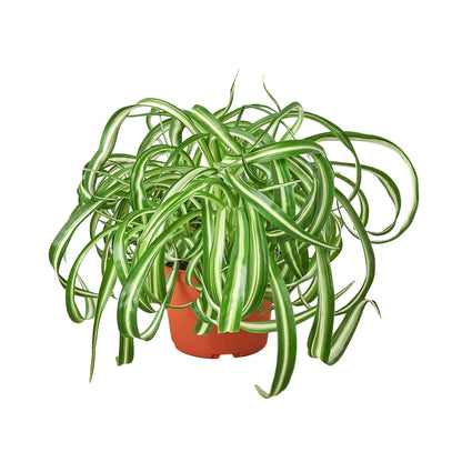 Spider Plant Bonnie