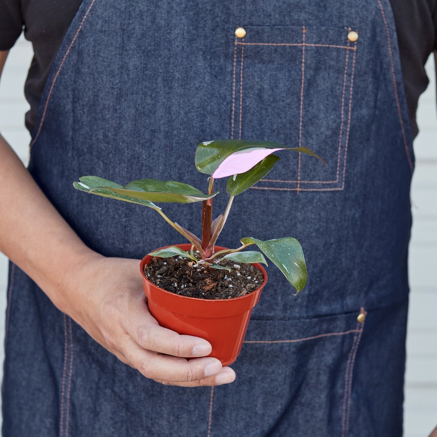 Pink Princess Philodendron