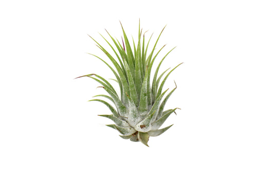 Air Plants - 5 Pack