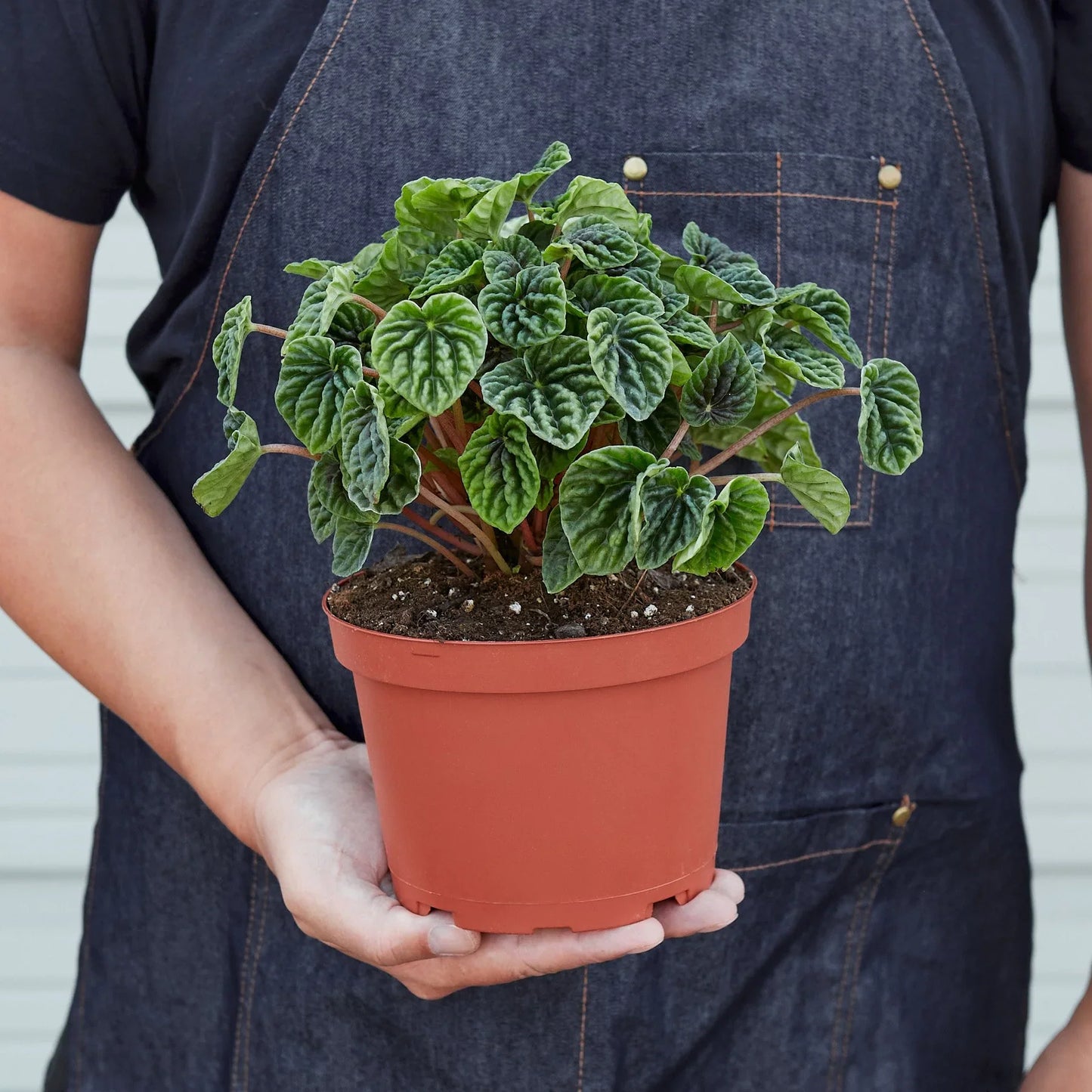 Peperomia Ripple