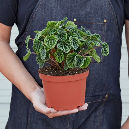 Peperomia Ripple