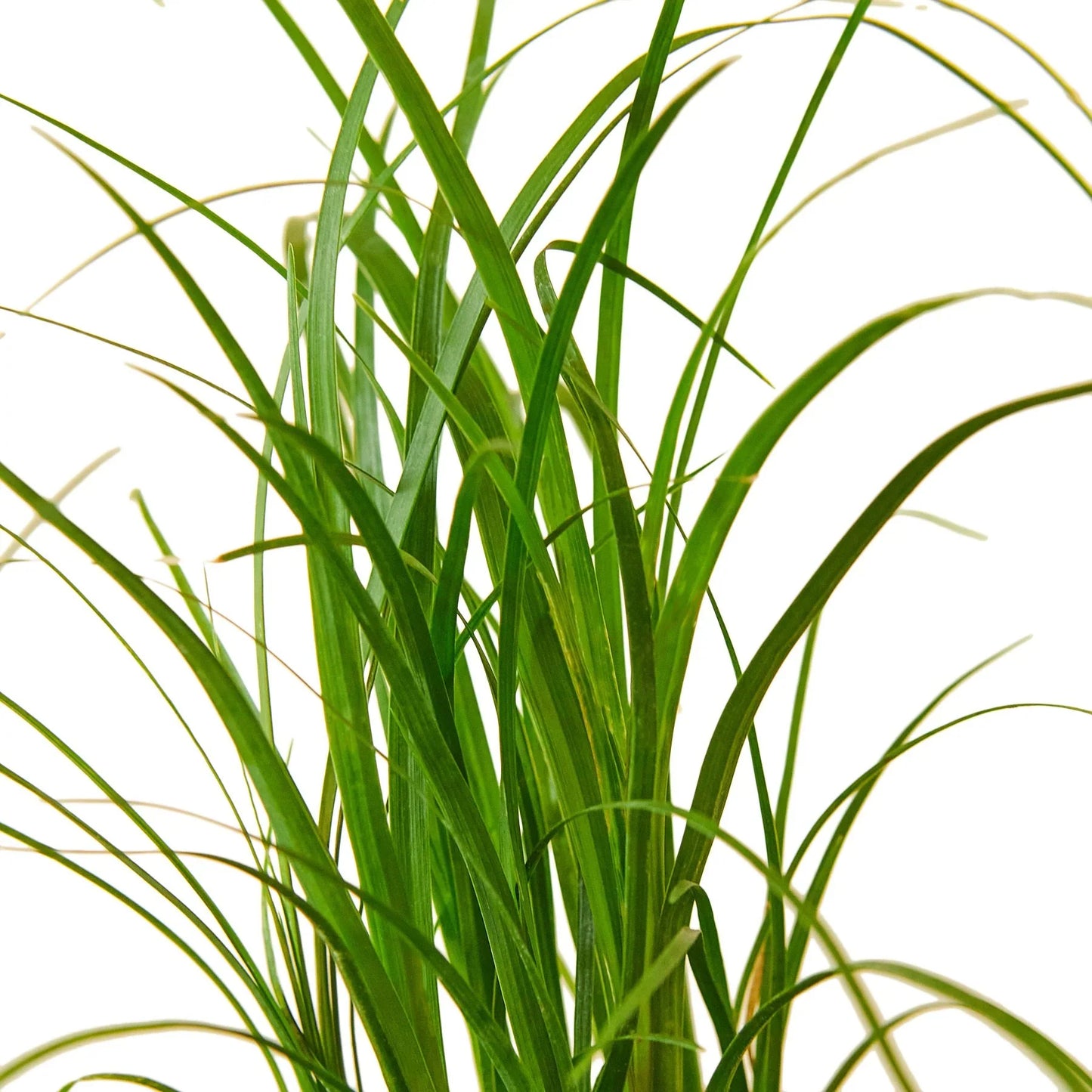 Ponytail Palm