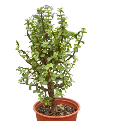 Bonsai Jade Dwarf Green