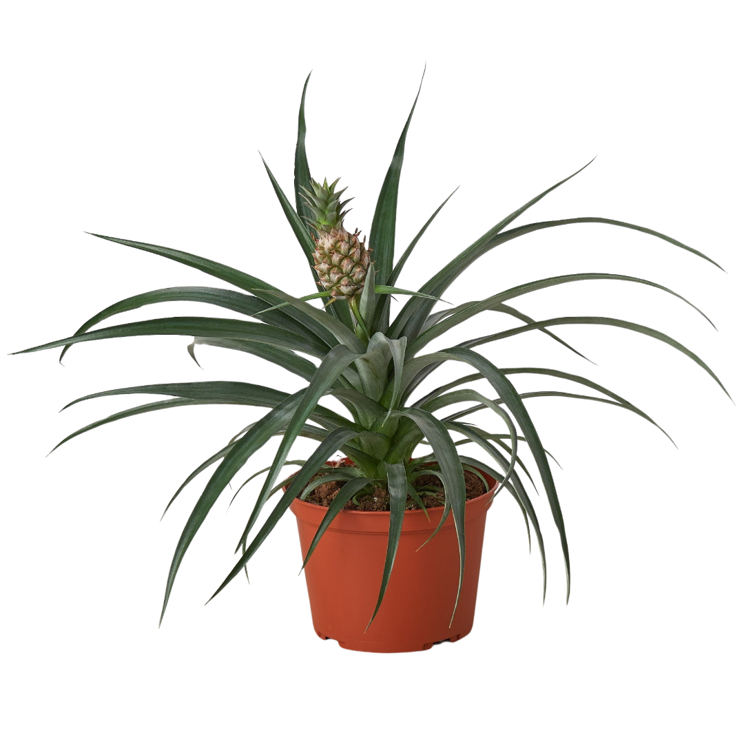 Bromeliad 'Yellow Pineapple' - 6" Pot