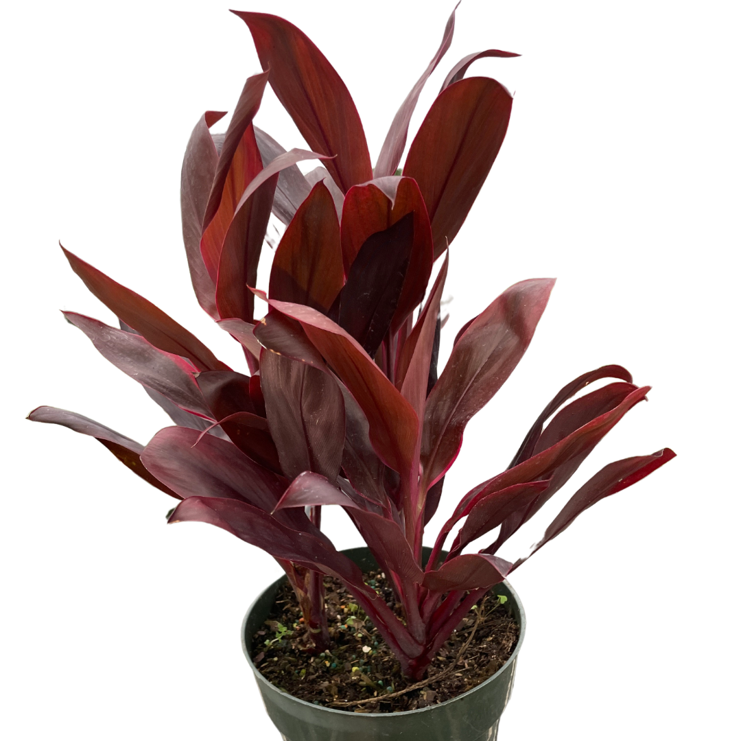 Cordyline 'Calypso Queen'