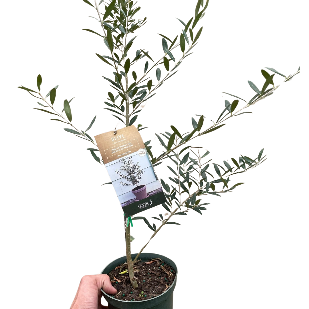 Common Olive Tree (Olea europaea)