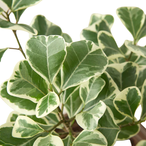 Ficus Elastica Triangularis Variegated