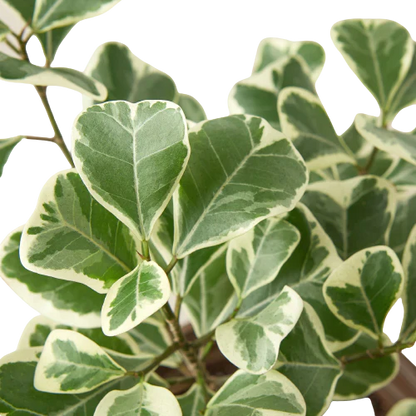 Ficus Elastica Triangularis Variegated