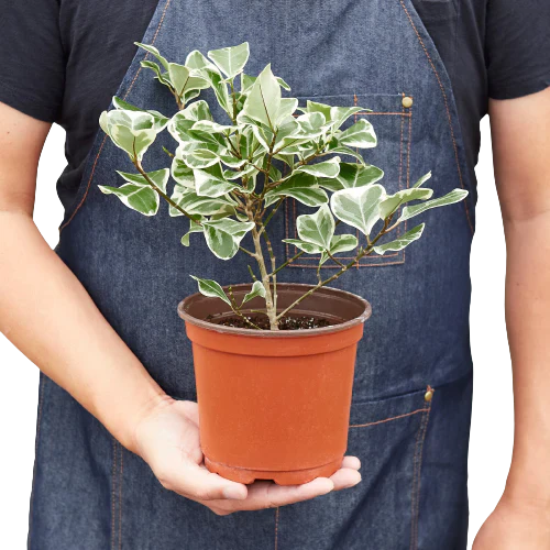 Ficus Elastica Triangularis Variegated