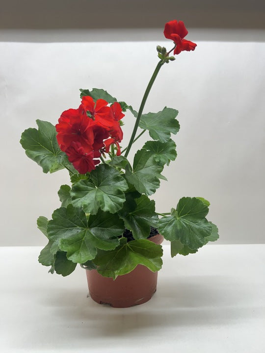 Geranium Red