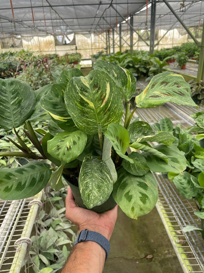 Maranta Variegated 'Beauty Kim'