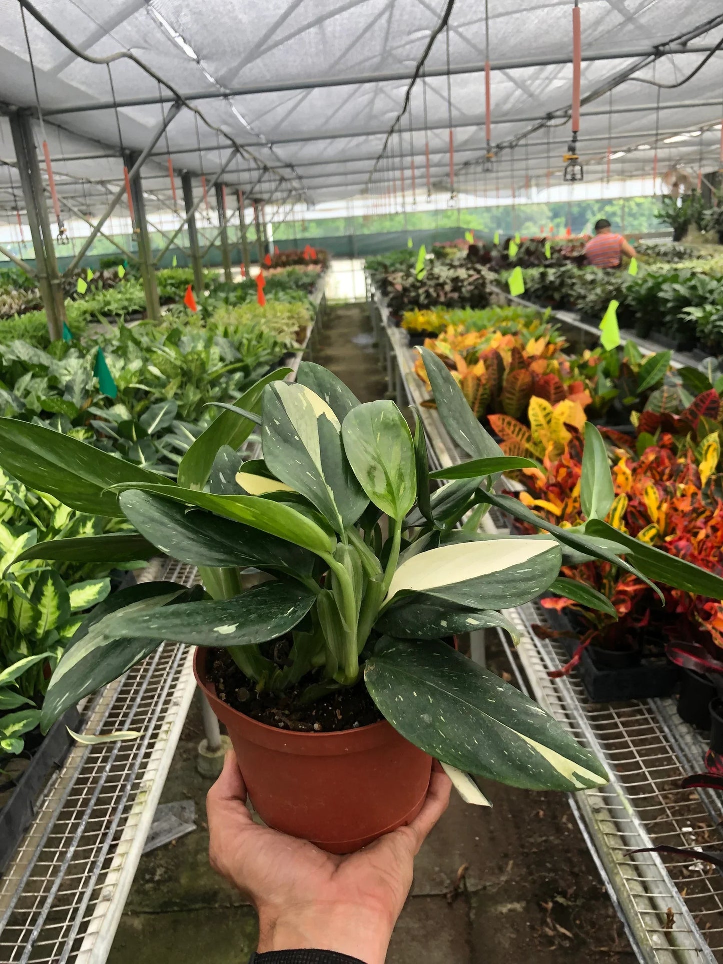 Monstera Standeleyana Albo Variegated