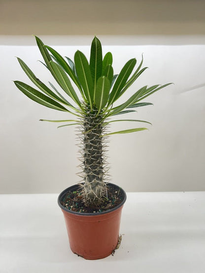 Pachypodium 'lamerei' (Madagascar Palm)