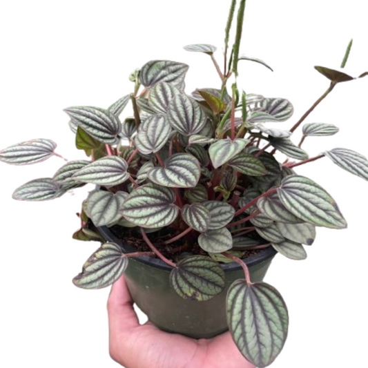 Peperomia Picollo Banda