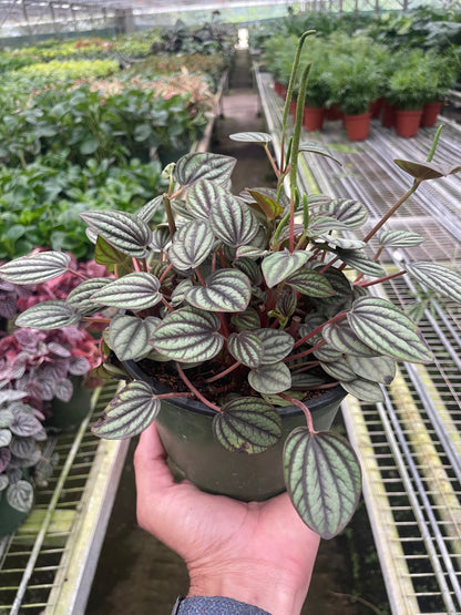 Peperomia Picollo Banda