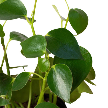 Peperomia Raindrop