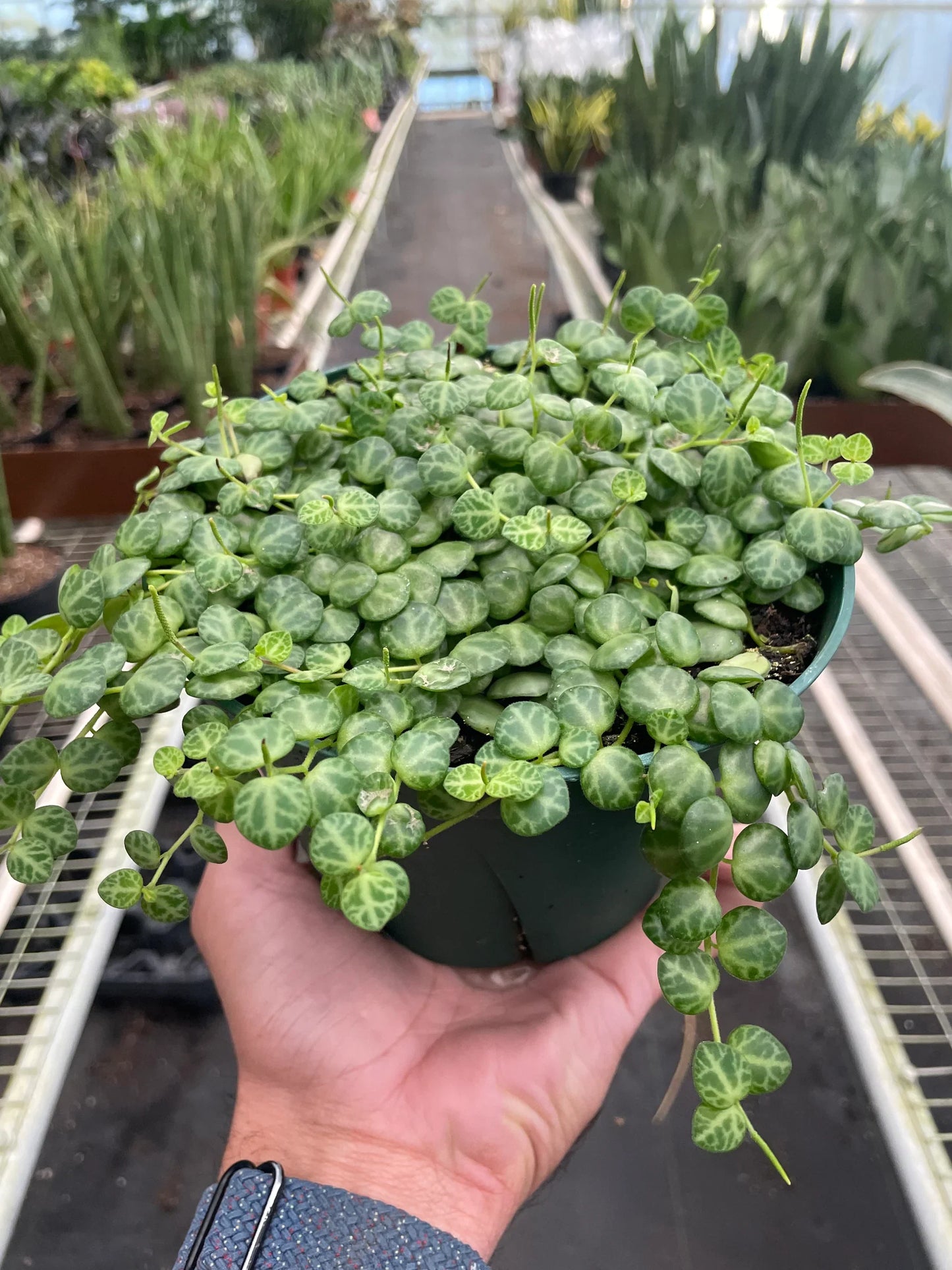 Peperomia String of Turtles