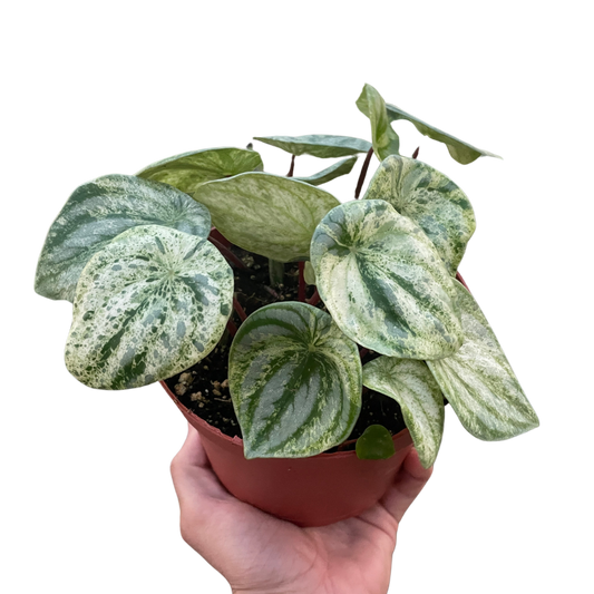 Peperomia Watermelon Variegated