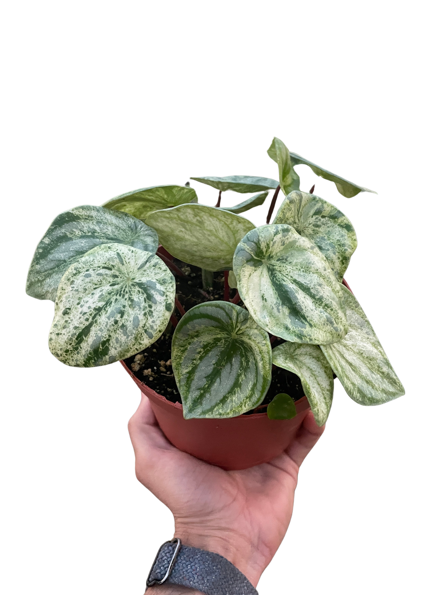 Peperomia Watermelon Variegated