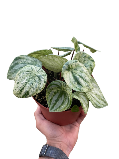 Peperomia Watermelon Variegated