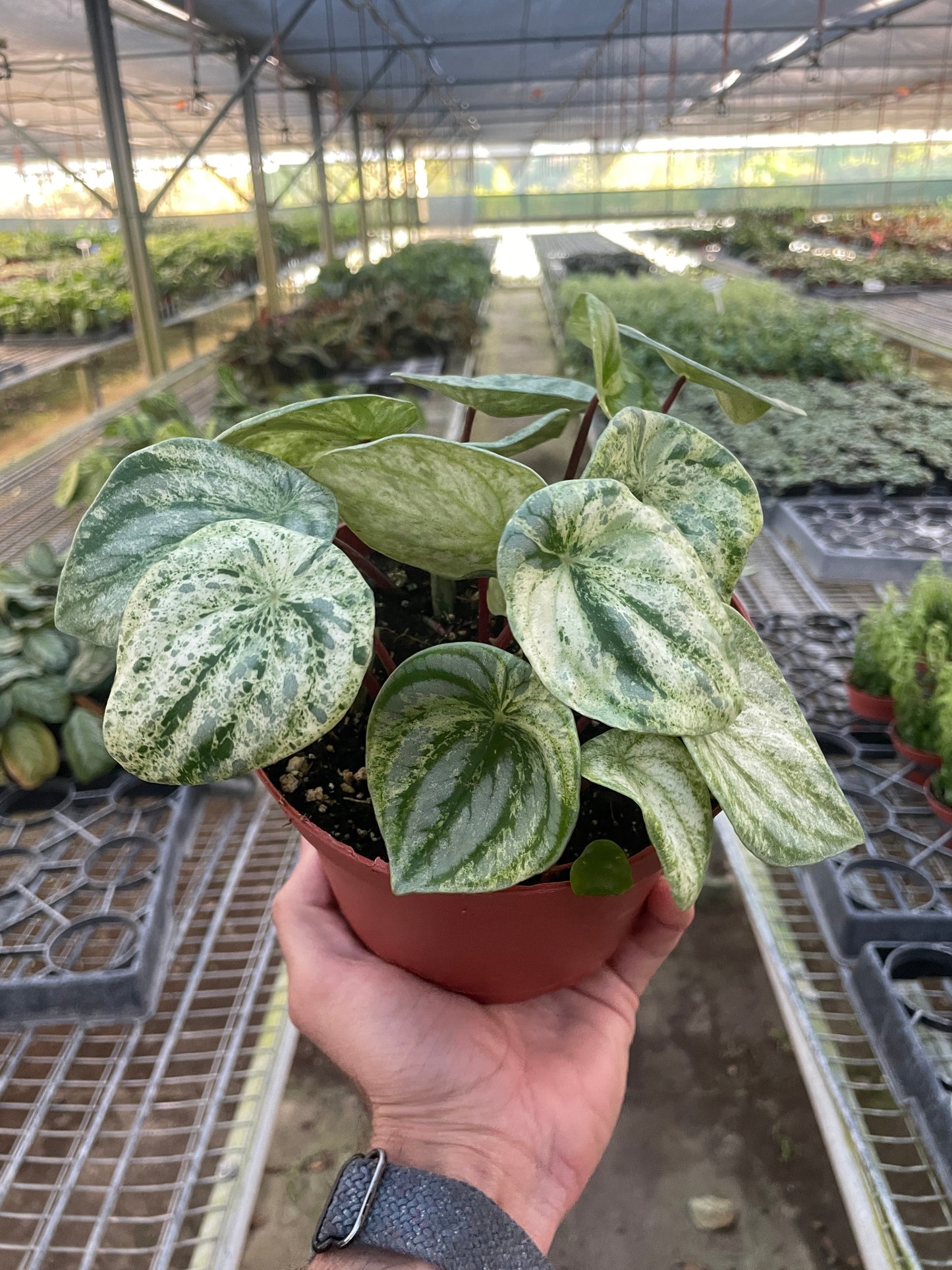 Peperomia Watermelon Variegated