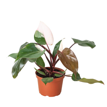 Pink Princess Philodendron