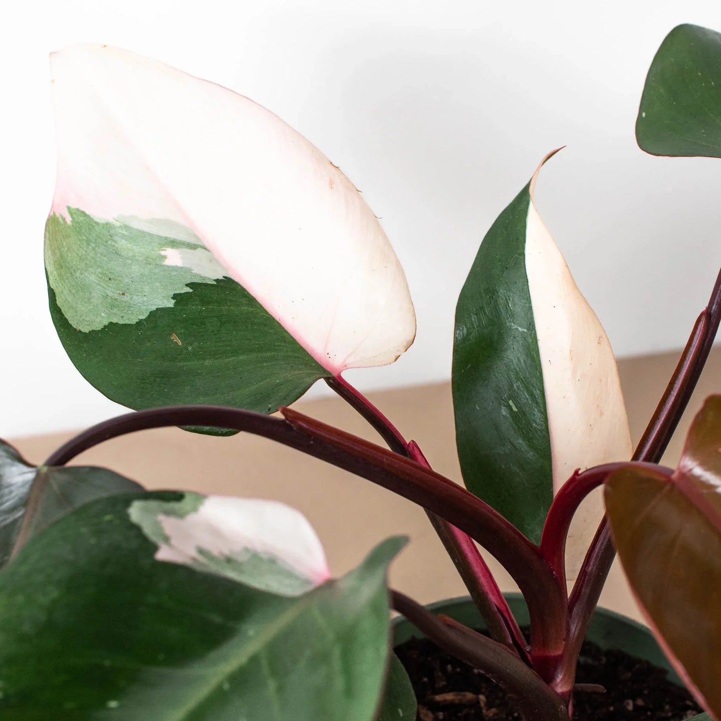 Pink Princess Philodendron