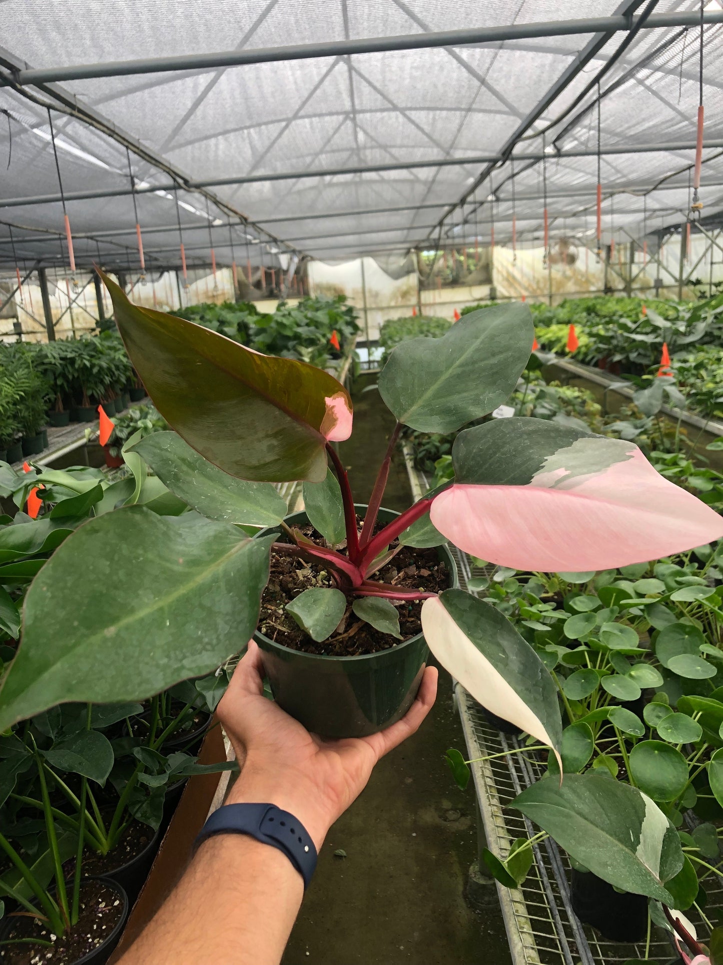 Pink Princess Philodendron