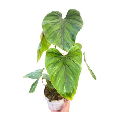 Philodendron Plowmanii