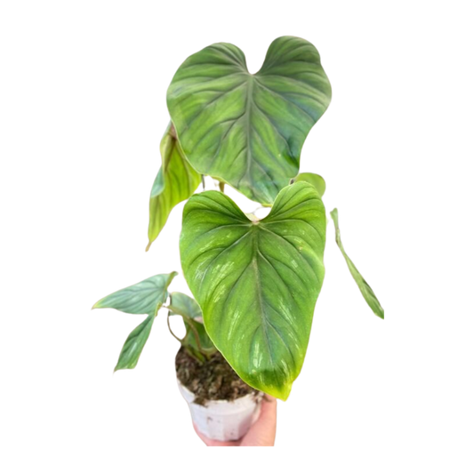 Philodendron Plowmanii