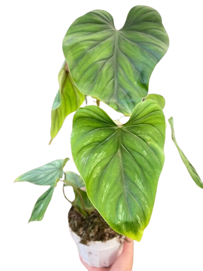 Philodendron Plowmanii