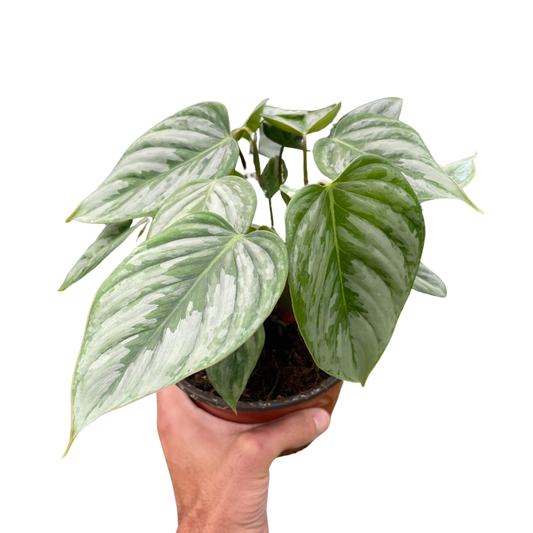 Philodendron Sodiroi