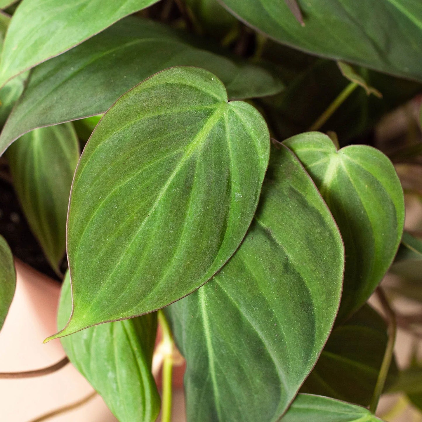 Velvet Leaf Philodendron