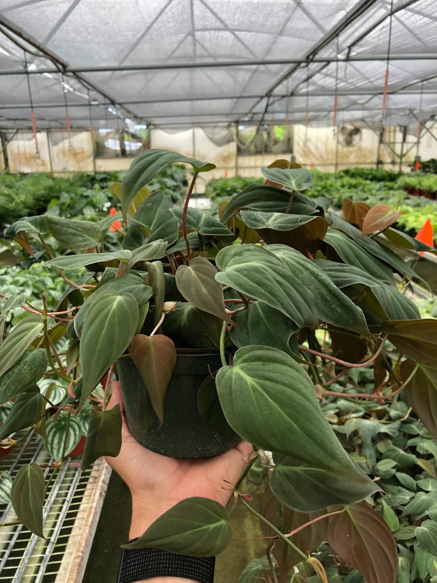 Velvet Leaf Philodendron